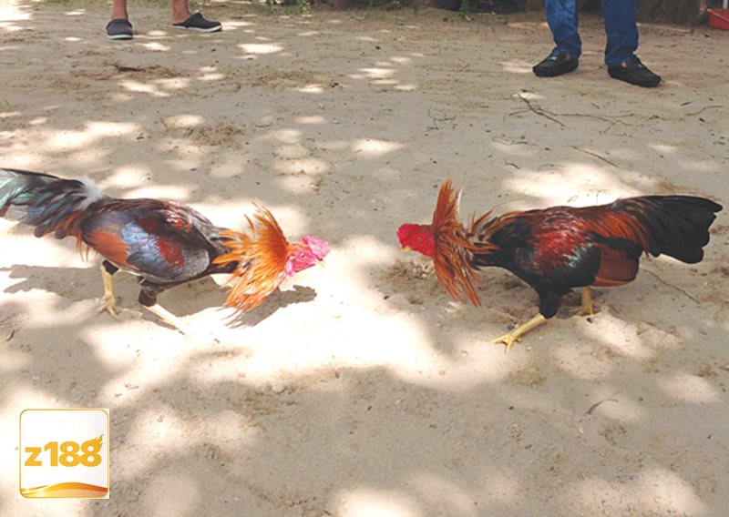 Đá gà tre - Ưu tiên lối đá hợp lý hơn là quá dồn dập