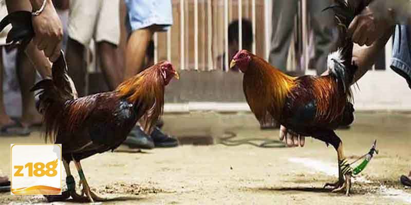 Đá gà đòn - Hình thức truyền thống nhưng không hề nhàm chán