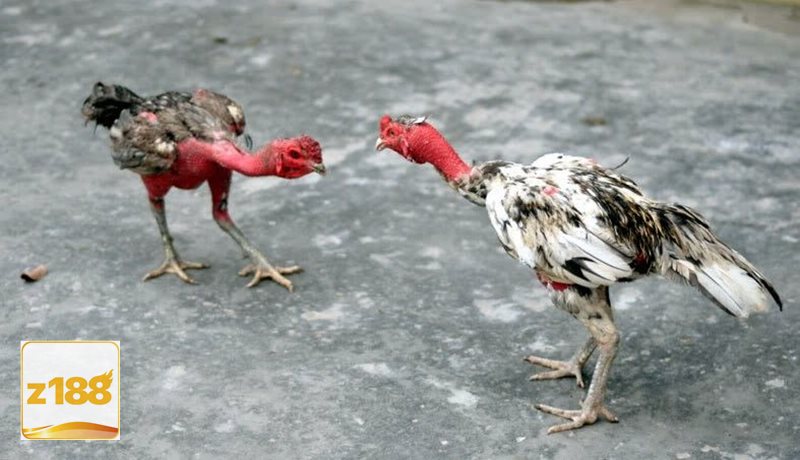 Đá gà Z188 - Chia nhỏ ngân sách để kiểm soát rủi ro