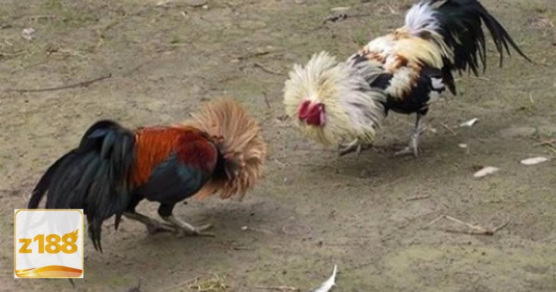 Đá gà đòn - Đề cao đòn lối hơn là kết thúc chớp nhoáng