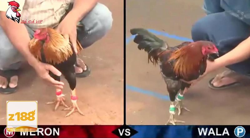 Đá gà tre - Tỷ lệ hiển thị rõ, thao tác không rườm rà