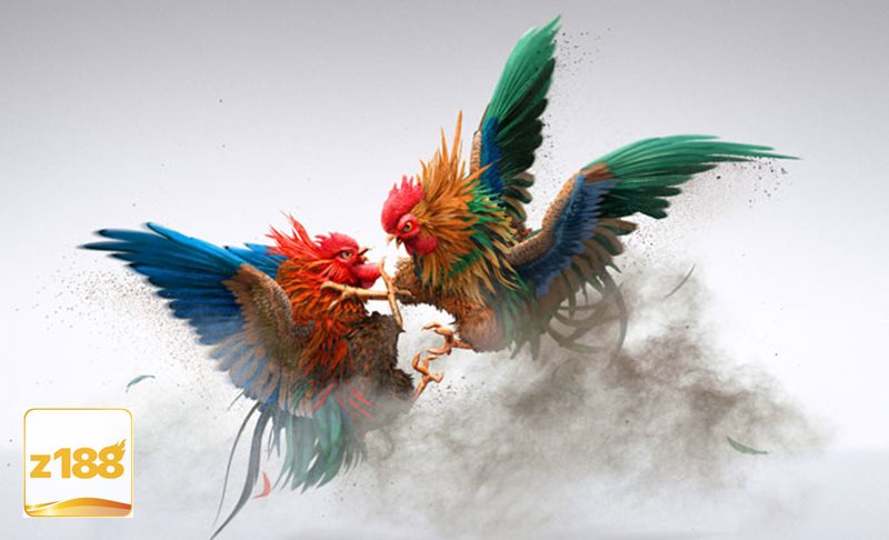 Đá gà tre - Chiến kê linh hoạt và giàu tính bất ngờ