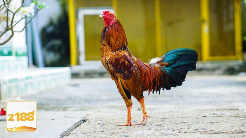 Đá gà đòn - Thể lực bền bỉ là yếu tố rất quan trọng